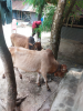 কোরবানির গরু